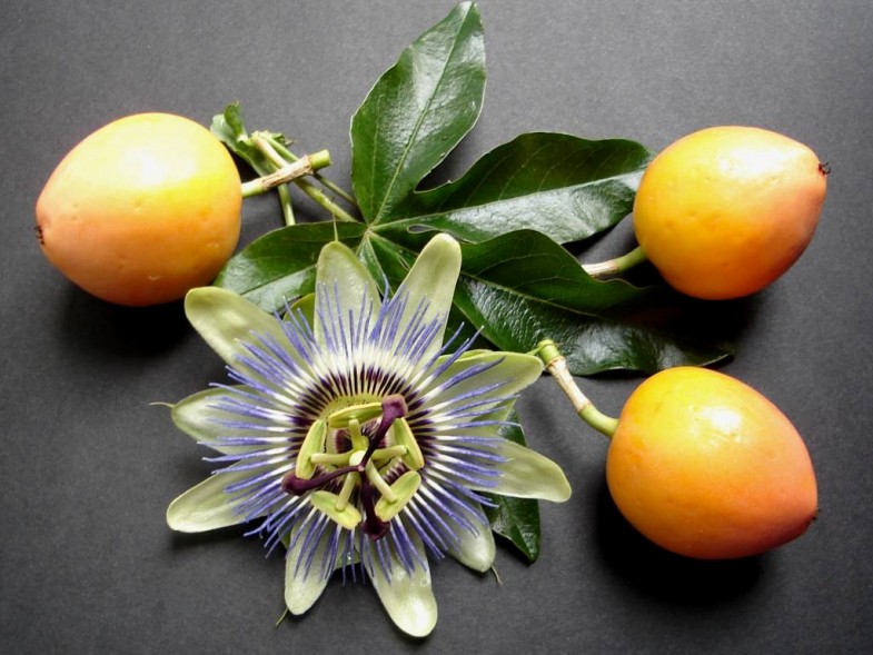 passion_flower_and_fruit_by_thelma1